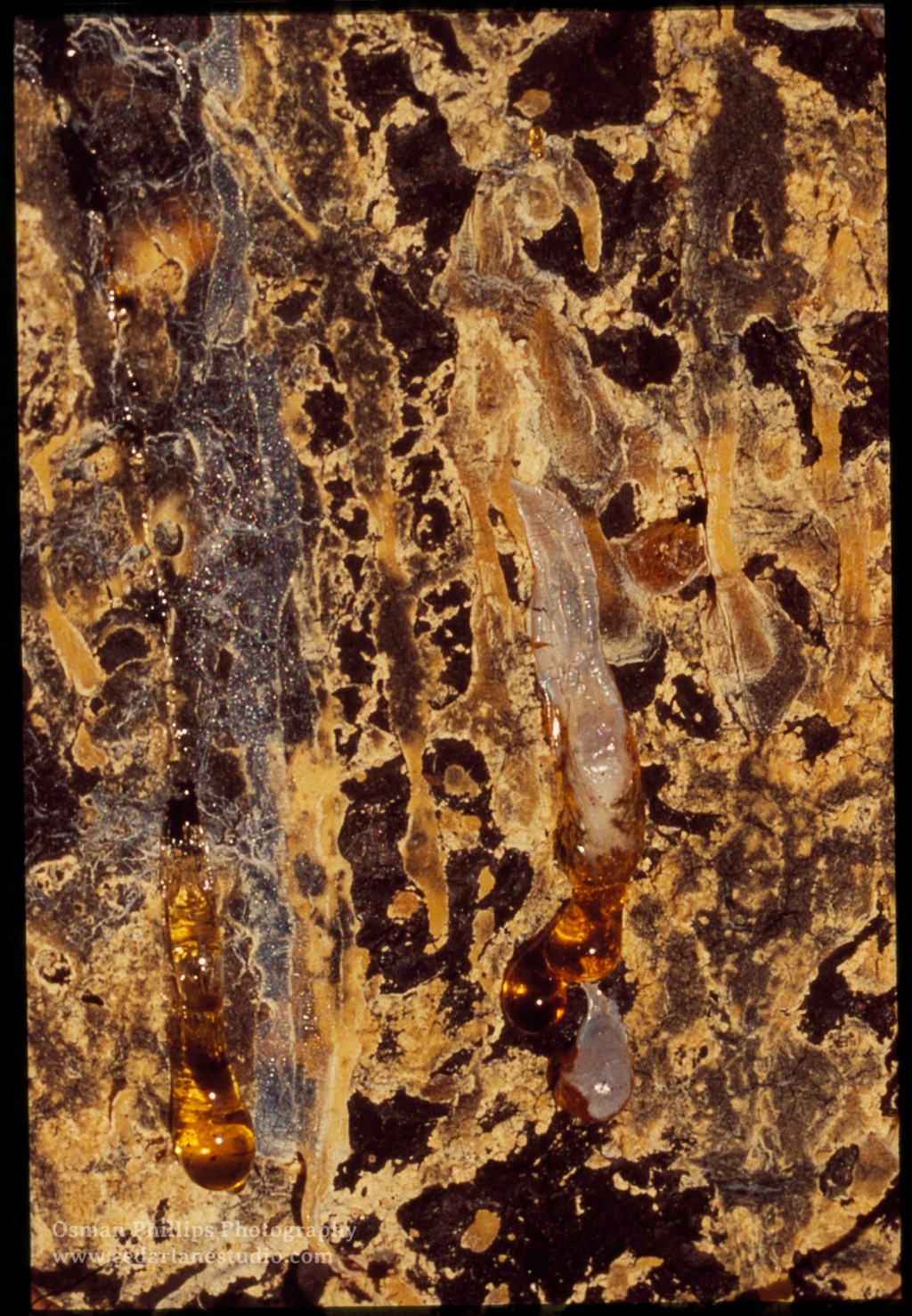 No: 176 Golden Tears, Athol Peninsula, Mar&nbsp;2005